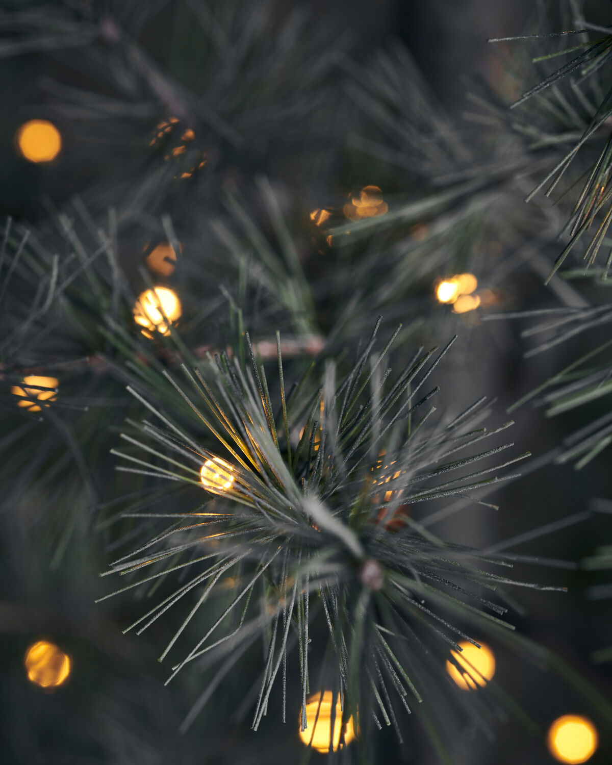 Weihnachtsbaum, HDPin, Natur