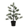 Weihnachtsbaum, HDPeuce, Natur