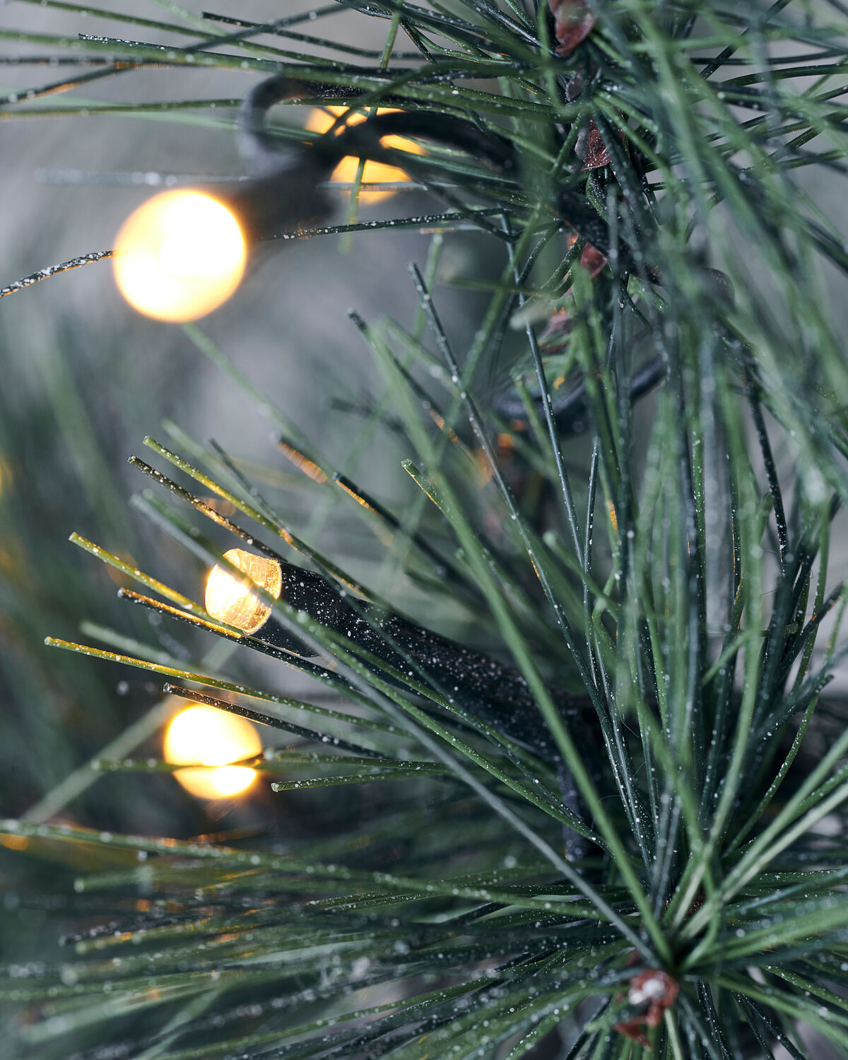 Weihnachtsbaum, HDPeuce, Natur