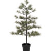 Weihnachtsbaum, HDPeuce, Natur