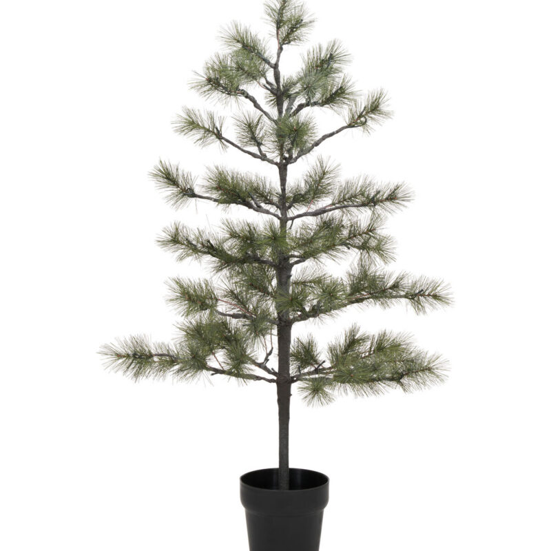 Weihnachtsbaum, HDPeuce, Natur