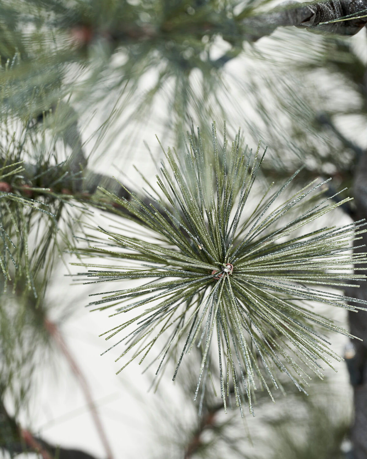 Weihnachtsbaum, HDPeuce, Natur