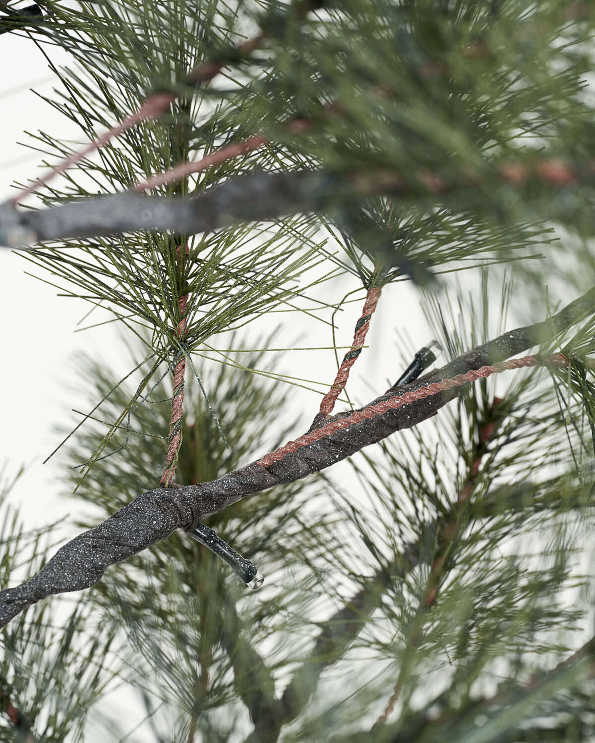 Weihnachtsbaum, HDPeuce, Natur