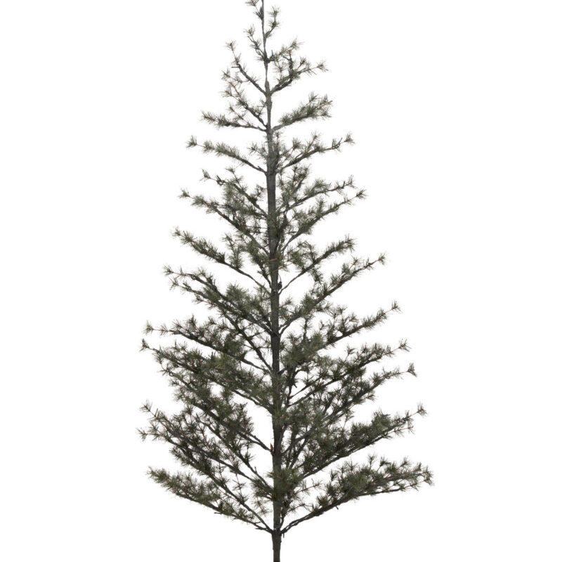 Weihnachtsbaum, HDPin, Natur
