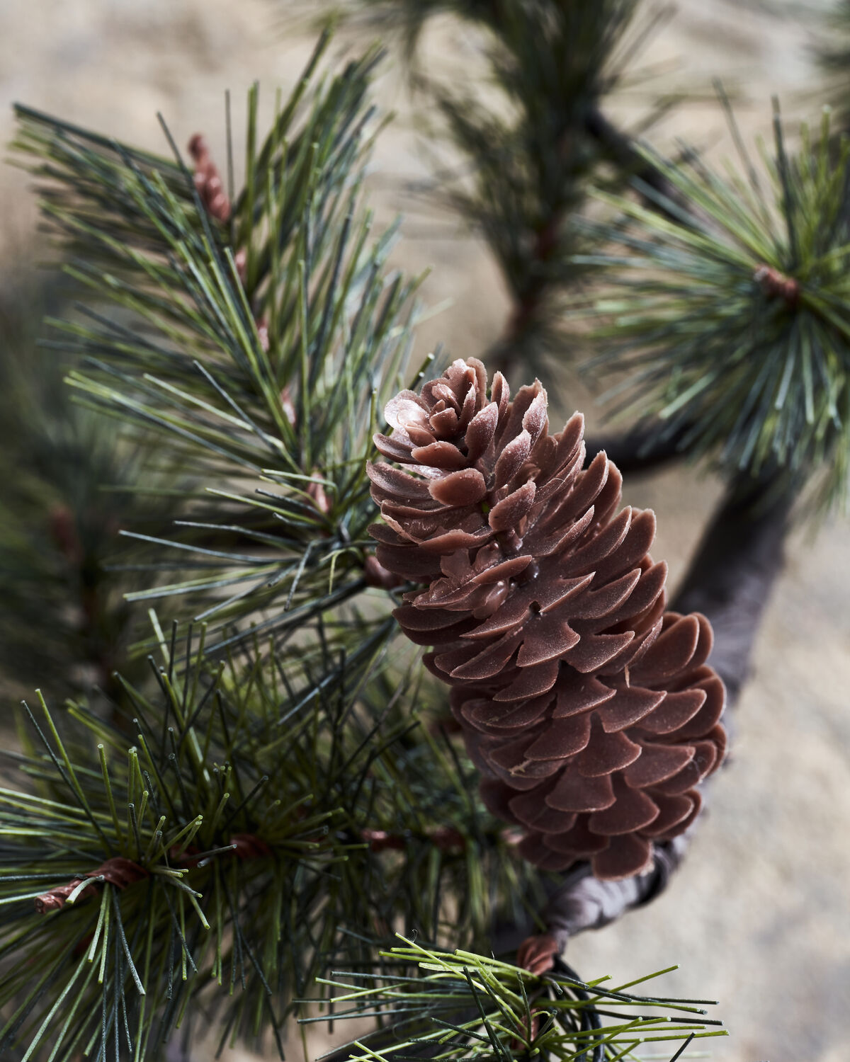 Weihnachtszweig, HDPeuce, Natur