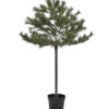 Weihnachtsbaum, HDPeuce, Natur