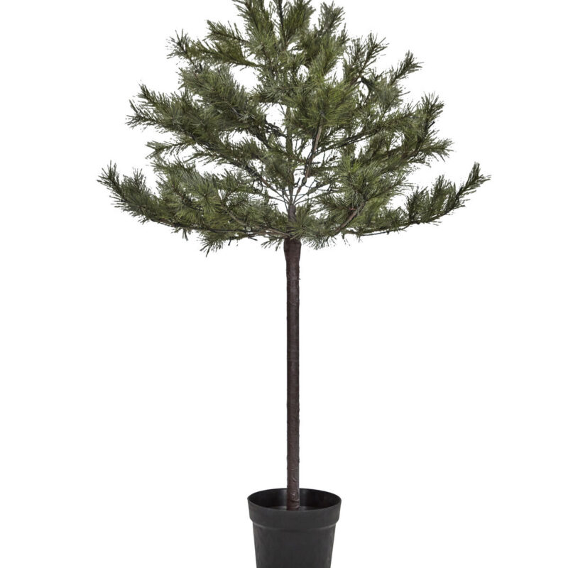 Weihnachtsbaum, HDPeuce, Natur