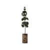 Weihnachtsbaum, HDPine, Grün