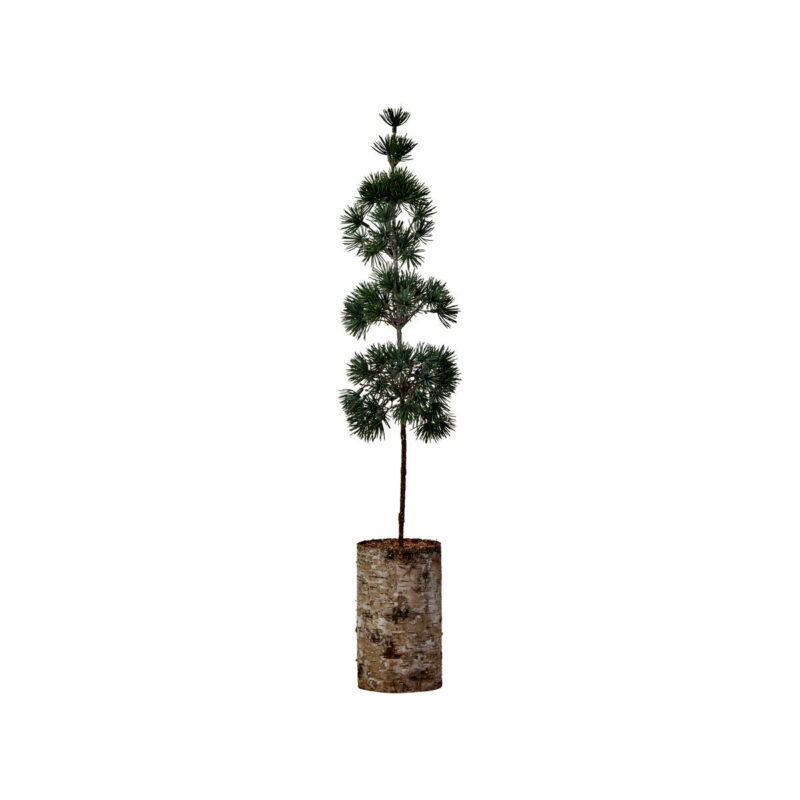 Weihnachtsbaum, HDPine, Grün