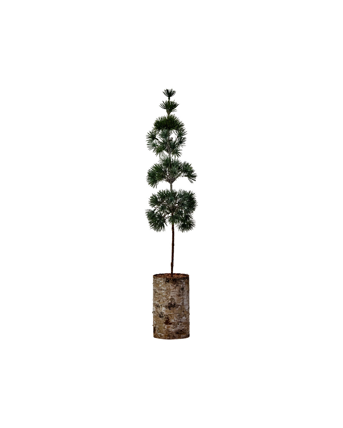 Weihnachtsbaum, HDPine, Grün