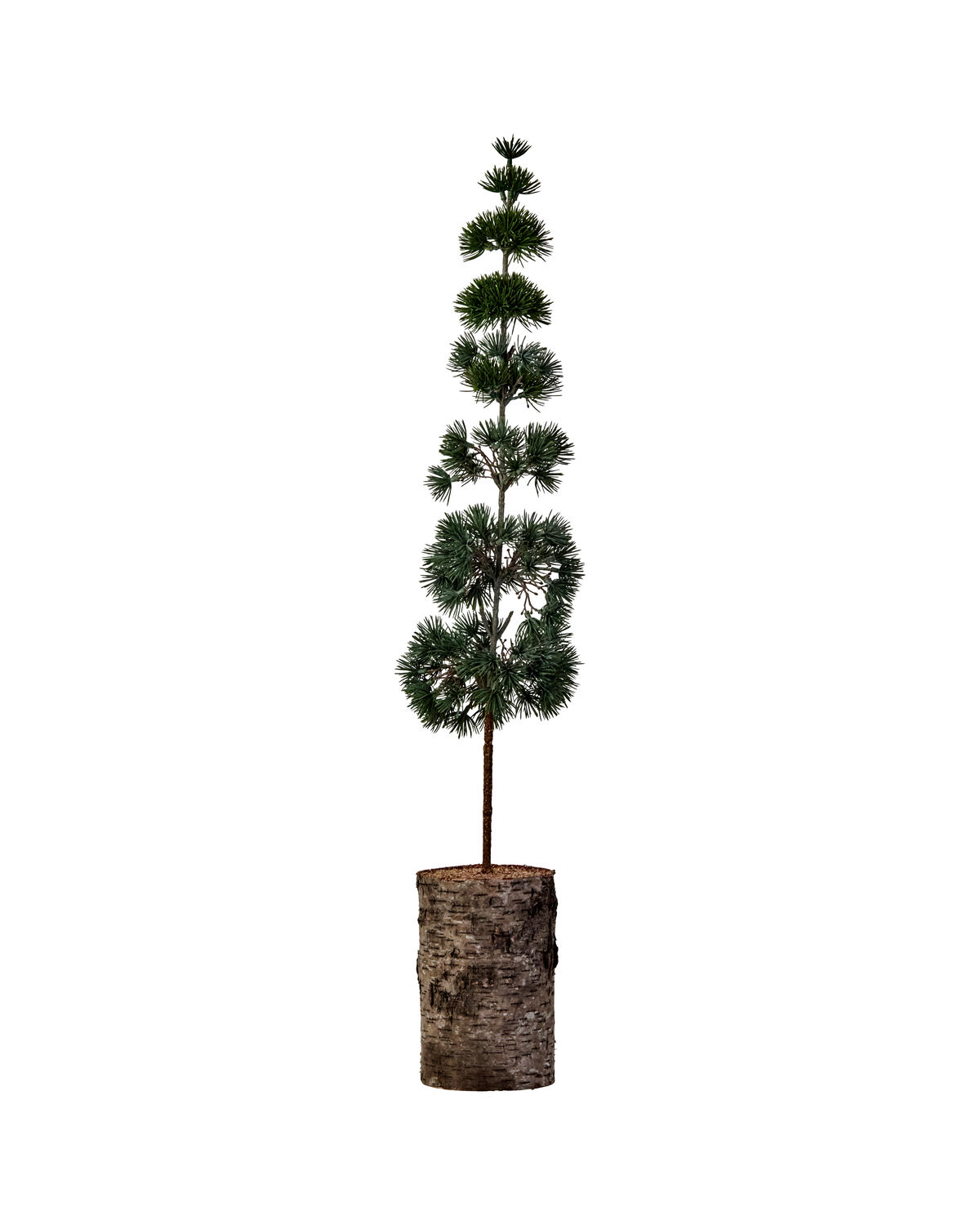 Weihnachtsbaum, HDPine, Grün